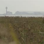 Finn's Country: Fawley Saltmarsh (2016)