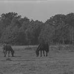 Brockenhurst (1942)