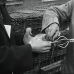 Feathered Lightening (1922)