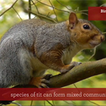 BBC Autumnwatch 01/11/20 - Live Cameras