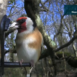 BBC Winterwatch 29/01/21 - Live Cameras