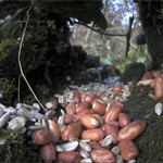 BBC Winterwatch 21/01/21 - Live Cameras